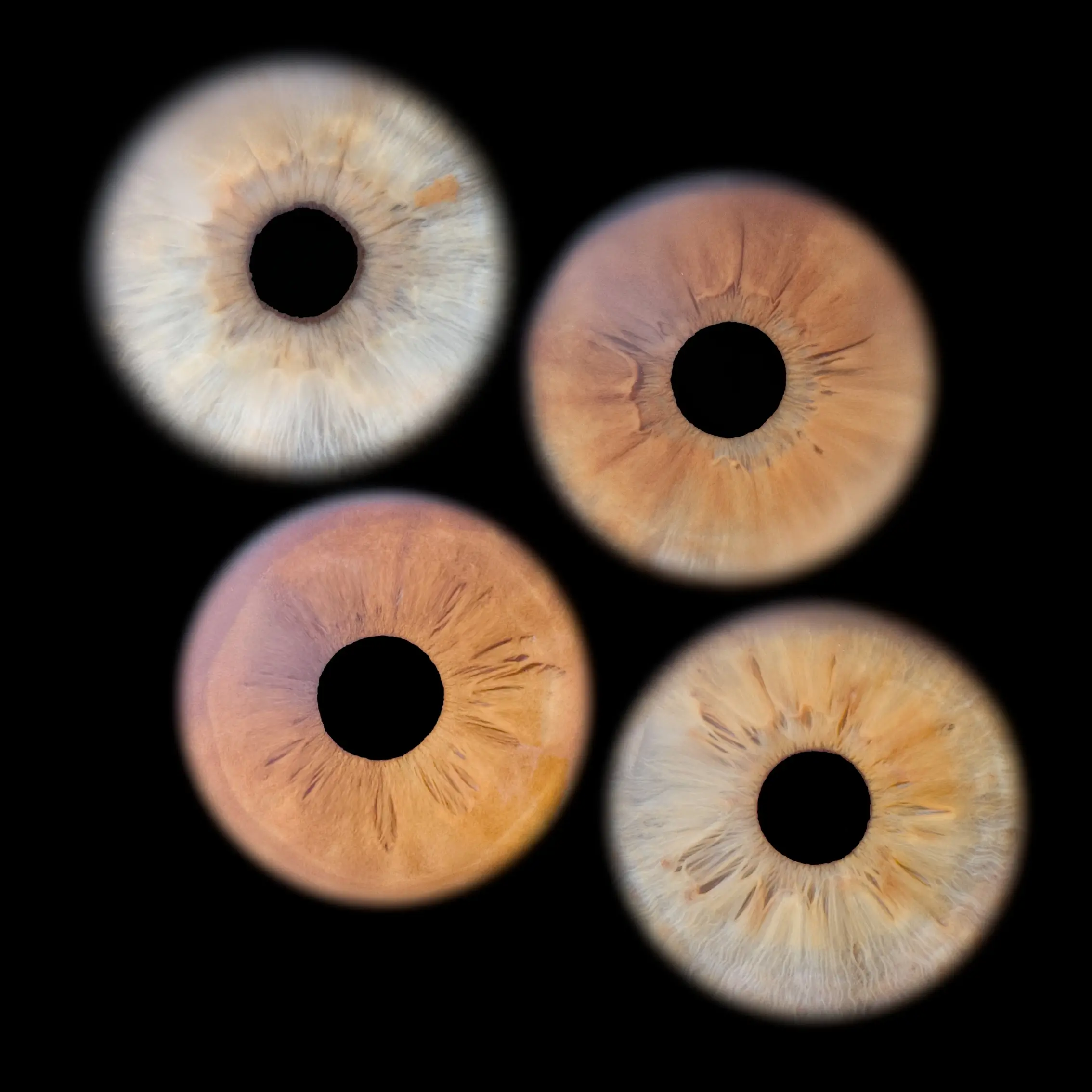 iris-photographie-quatre